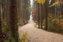 Waldstück in Kelheim mit neu gebautem Forstwirtschaftsweg