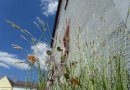 Blühwiese vor Häuserwand