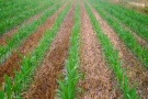 Maisbestand der zwischen Getreidestoppeln wächst