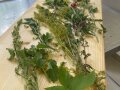 Kochen mit Wildkräutern