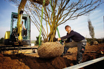 Ein junger Gärtner pflanzt einen Baum mithilfe eines Minibaggers