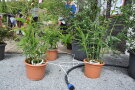 Einfaches Tröpfchenbewässerungssysteme für Kübelpflanzen auf Balkon und Terrasse 