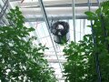 Tomatenpflanzen im Niedriegenergie-Gewächshaus (LWG)
