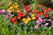 Gerbera, die in unterschiedlichen Farben blühen