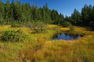 Moorlandschaft im ursprünglichen, vernässten Zustand mit umliegendem Nadelbaumwald.