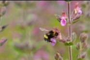 Hummel als Blütenbesucher an Kräutern