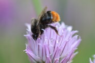 Hummel an Schnittlauchblüte