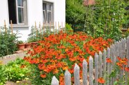 Vorgarten mit blühenden Stauden in Altnußberg