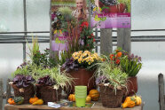 Präsentiert wird die Herbstzauberkombination Indian-Summer in rot-orangen Farbtönen. 