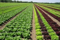 Bunte Salate am Feld