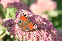 Tagfalter/ Tagpfauenauge auf „Fetter Henne“, botanisch auch Sedum genannt