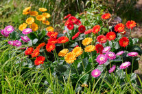 Gerbera, die in unterschiedlichen Farben blühen