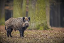 Wildschwein im Wald.