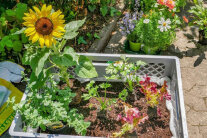 Bepflanzte Kiste mit Gemüse und Zierpflanzen