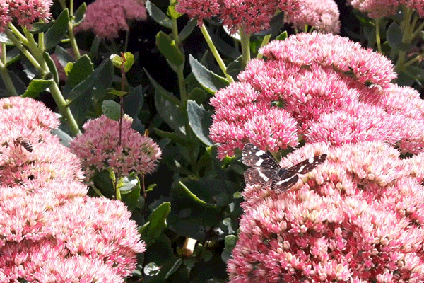 Schmetterling auf Fetthenne