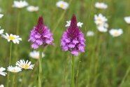 Zwei violette Blumenblüten auf einer blühenden Wiese