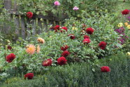 Bauerngarten mit Dahlien und Buchs