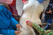 Kinder putzen das Pony