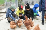 Drei Kindern füttern Hühner