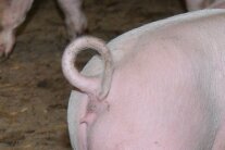 Ringelschwanz