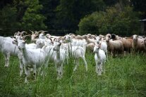 Weiße Deutsche Edelziegen und Merinoschafe