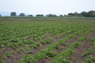 Anbau von Süßkartoffeln auf Kartoffeldamm ohne Folie und Bewässerung