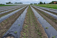 Anbau von Süßkartoffeln auf Damm mit Mulchfolie und Tröpfchenbewässerung 
