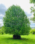 Streuobstbaum mit Schutz