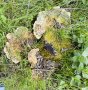 Baumstumpf besiedelt mit Pilz