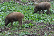 Wildschweine