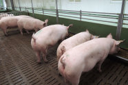 Zuchtsauen auf Spaltenboden im Auslauf des Versuchs- und Bildungszentrums für Schweinehaltung in Schwarzenau
