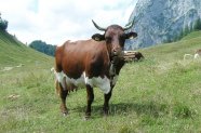 Pinzgauer Rind auf Weide