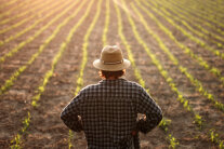 Person mit Hut vor einem frisch bestellten Feld